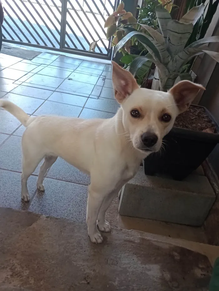 Cachorro ra a SRD-ViraLata idade 2 anos nome Laila