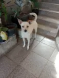 Laila