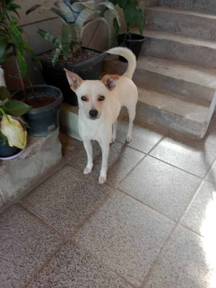 Cachorro ra a SRD-ViraLata idade 2 anos nome Laila