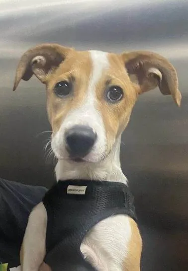 Cachorro ra a SRD-ViraLata idade 2 a 6 meses nome Betty