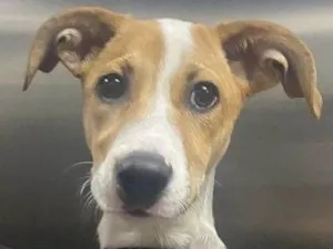 Cachorro raça SRD-ViraLata idade 2 a 6 meses nome Betty