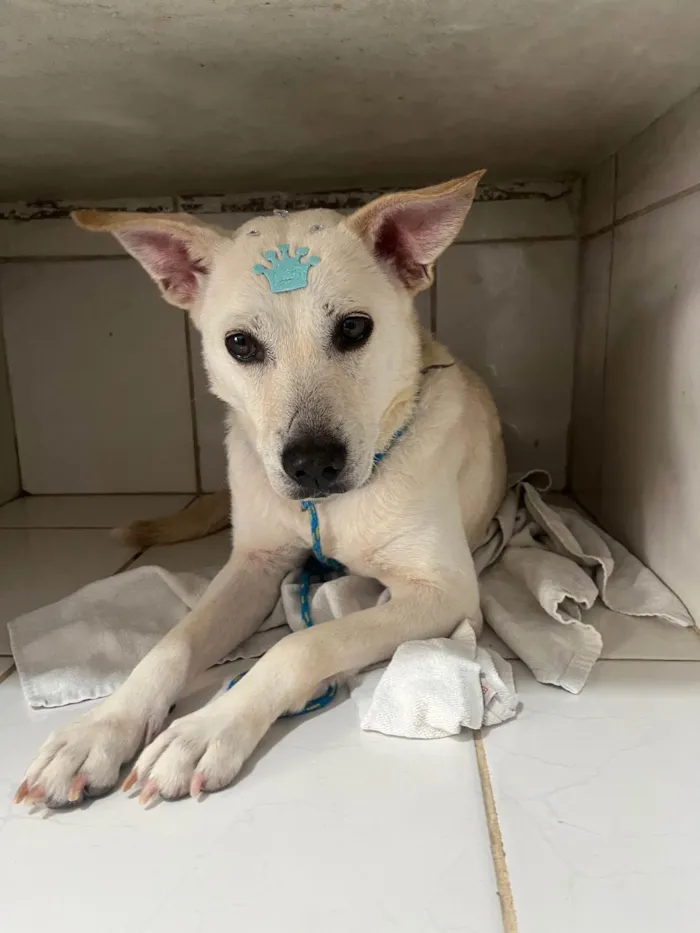 Cachorro ra a SRD-ViraLata idade 2 anos nome Lolla