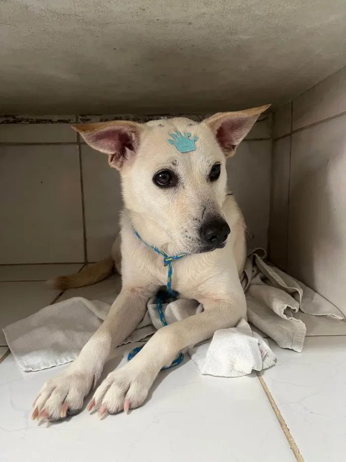 Cachorro ra a SRD-ViraLata idade 2 anos nome Lolla