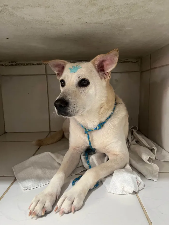 Cachorro ra a SRD-ViraLata idade 2 anos nome Lolla