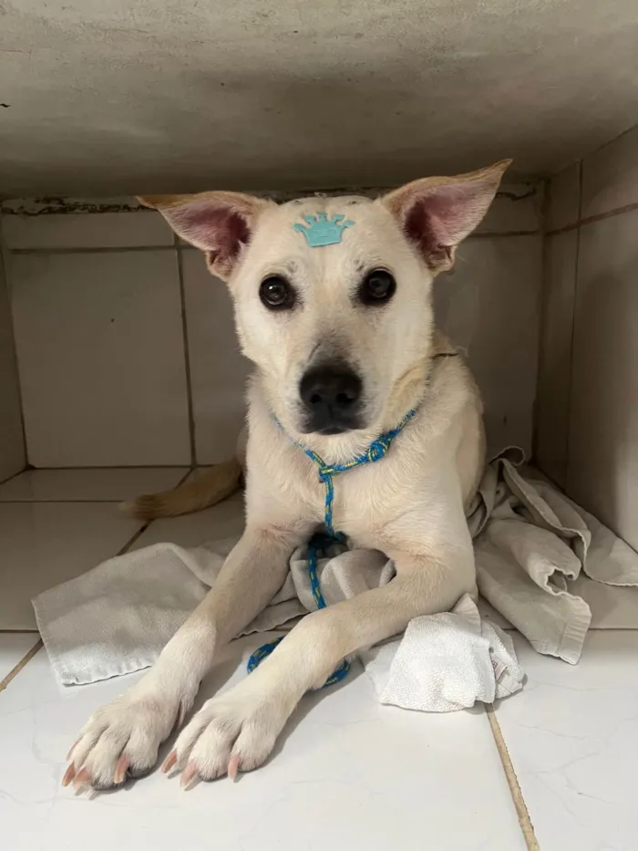 Cachorro ra a SRD-ViraLata idade 2 anos nome Lolla