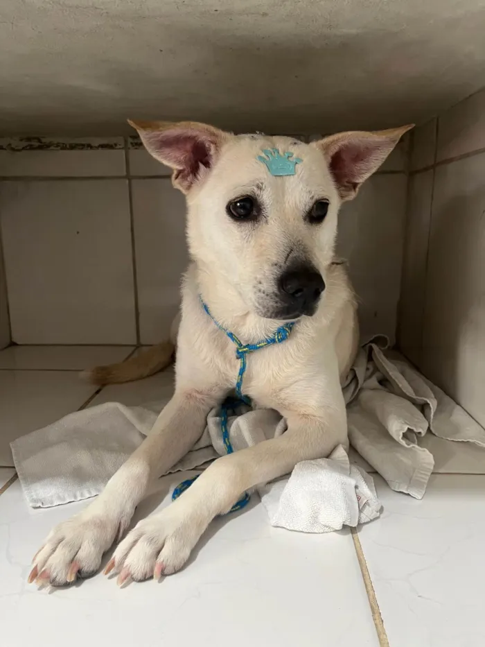Cachorro ra a SRD-ViraLata idade 2 anos nome Lolla