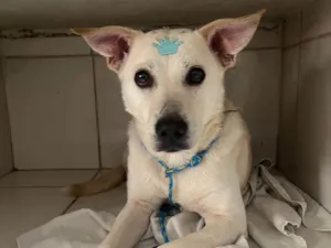 Cachorro raça SRD-ViraLata idade 2 anos nome Lolla