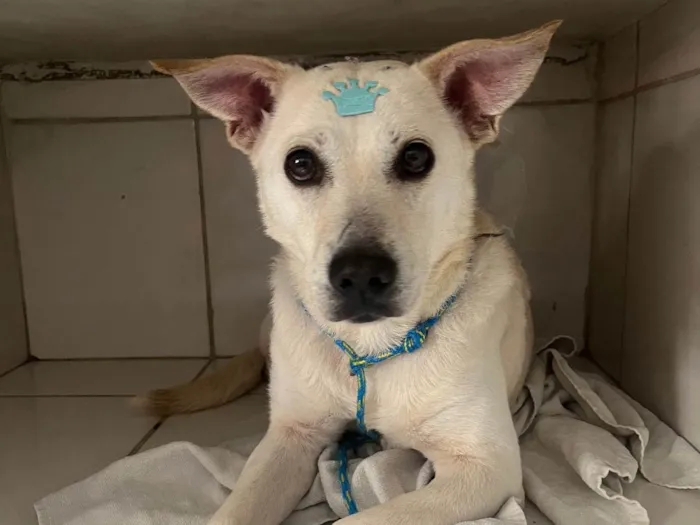 Cachorro ra a SRD-ViraLata idade 2 anos nome Lolla