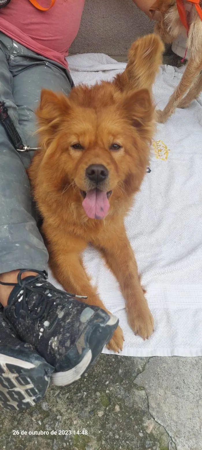 Cachorro ra a Chow Chow idade 7 a 11 meses nome Bella