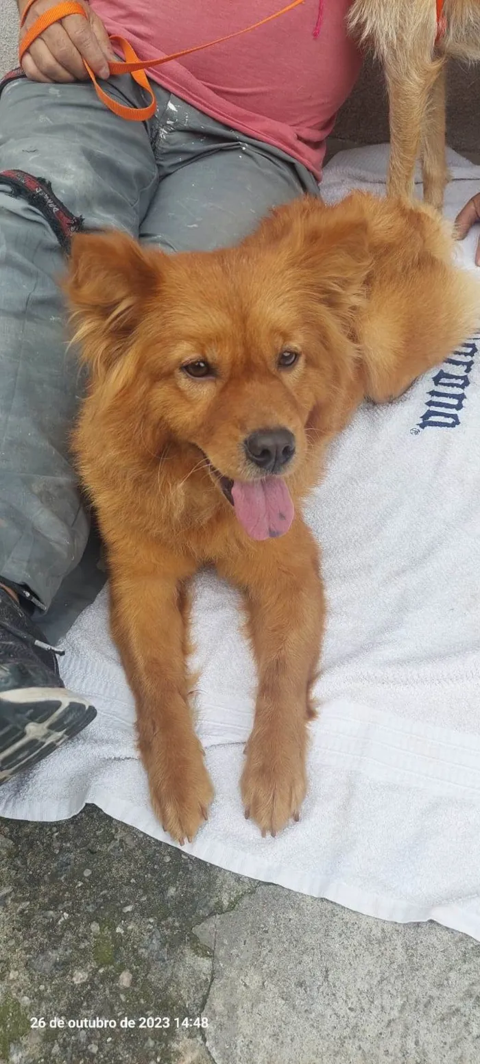 Cachorro ra a Chow Chow idade 7 a 11 meses nome Bella
