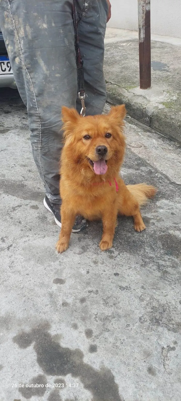 Cachorro ra a Chow Chow idade 7 a 11 meses nome Bella