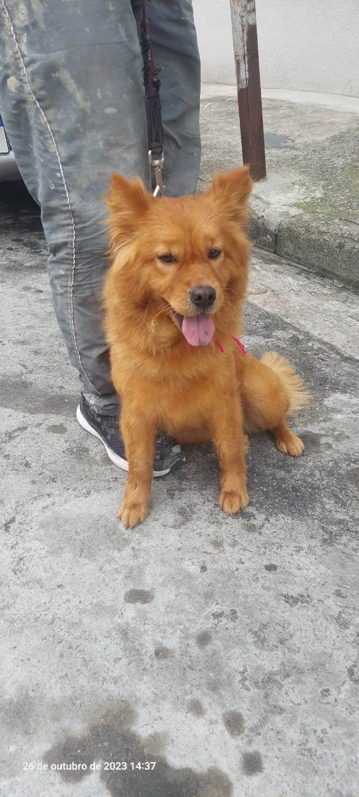 Cachorro ra a Chow Chow idade 7 a 11 meses nome Bella