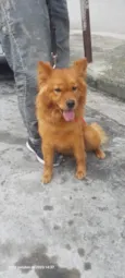 Bella