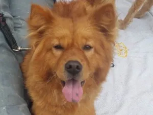 Cachorro raça Chow Chow idade 7 a 11 meses nome Bella
