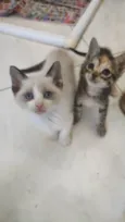 Gato filhote