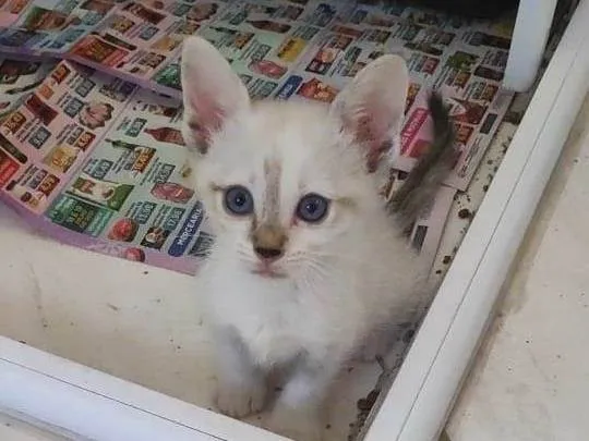 Gato ra a SRD-ViraLata idade 2 a 6 meses nome Gato filhote