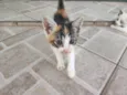Gato filhote