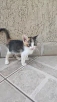 Gato filhote