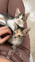 Gato filhote