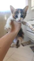 Gato filhote