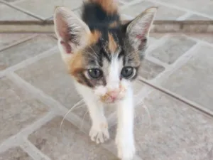 Gato raça SRD-ViraLata idade 2 a 6 meses nome Gato filhote