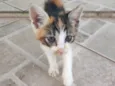 Gato filhote