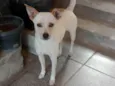 Laila
