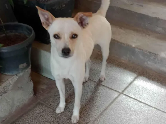 Cachorro ra a SRD-ViraLata idade 2 anos nome Laila