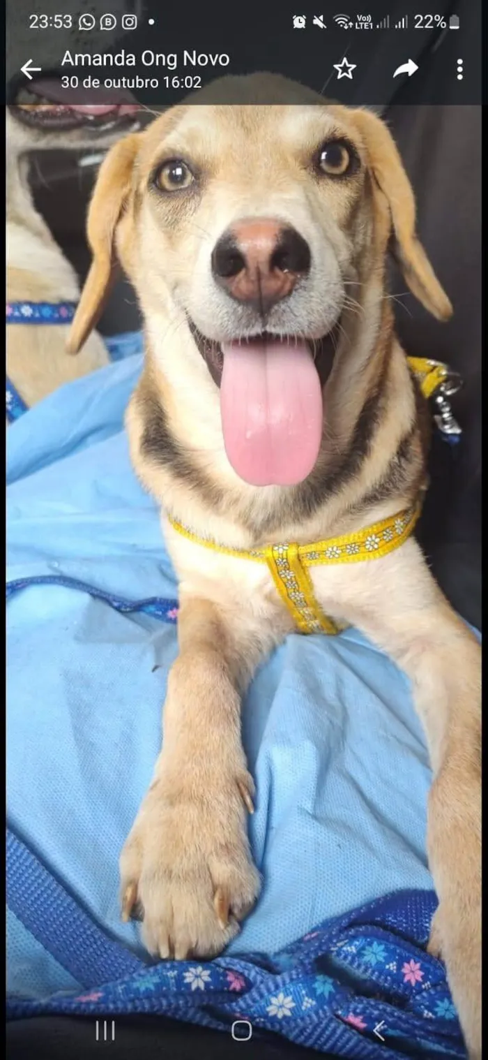 Cachorro ra a SRD-ViraLata idade 1 ano nome Pipo
