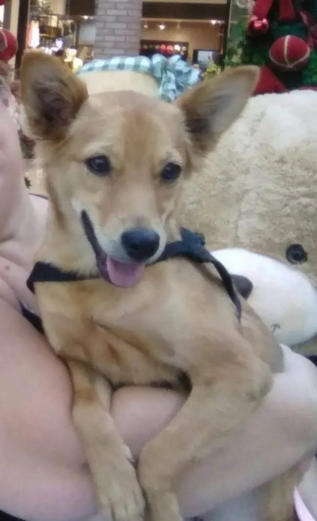 Cachorro ra a SRD-ViraLata idade 7 a 11 meses nome Tete
