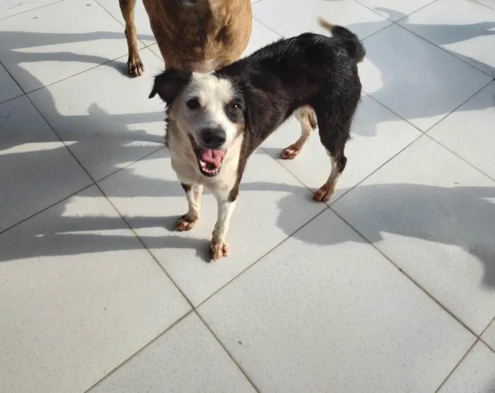 Cachorro ra a SRD-ViraLata idade 1 ano nome Anita