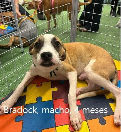 Cachorro ra a SRD-ViraLata idade 2 a 6 meses nome Bradock
