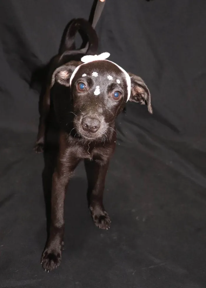 Cachorro ra a SRD-ViraLata idade 2 a 6 meses nome Margarida 