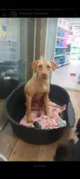 Docinho