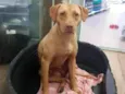 Docinho