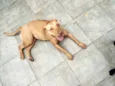 Docinho