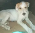 BRANQUINHO