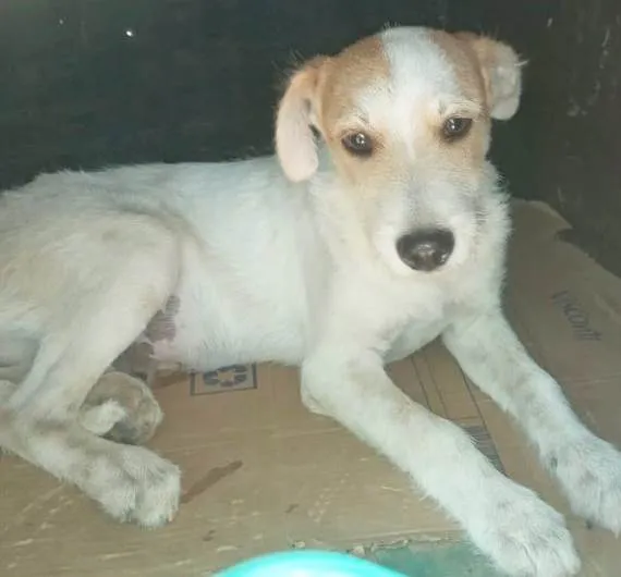 Cachorro ra a SRD-ViraLata idade 2 a 6 meses nome BRANQUINHO