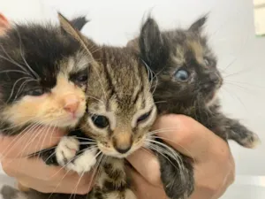 Gato raça SRD-ViraLata idade 2 a 6 meses nome FILHOTINHOS MACHOS E FÊMEAS