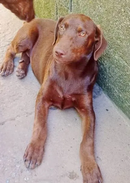 Cachorro ra a SRD-ViraLata idade 2 a 6 meses nome CACAU (CASTRADA)