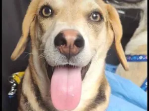 Cachorro raça SRD-ViraLata idade 1 ano nome Pipo