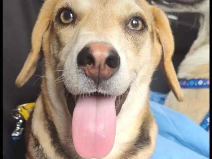 Cachorro ra a SRD-ViraLata idade 1 ano nome Pipo