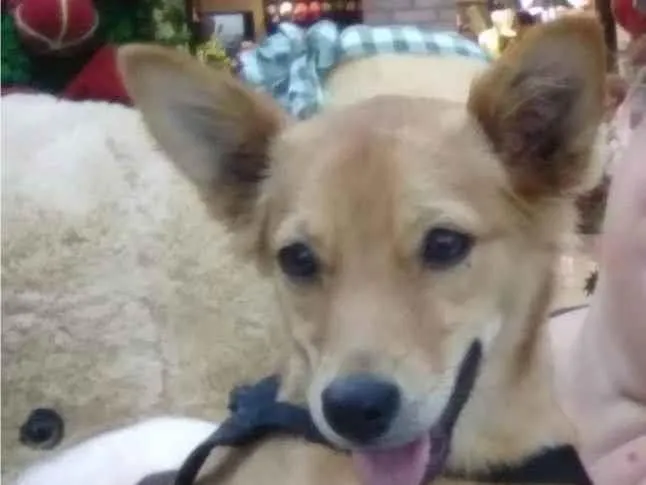 Cachorro ra a SRD-ViraLata idade 7 a 11 meses nome Tete