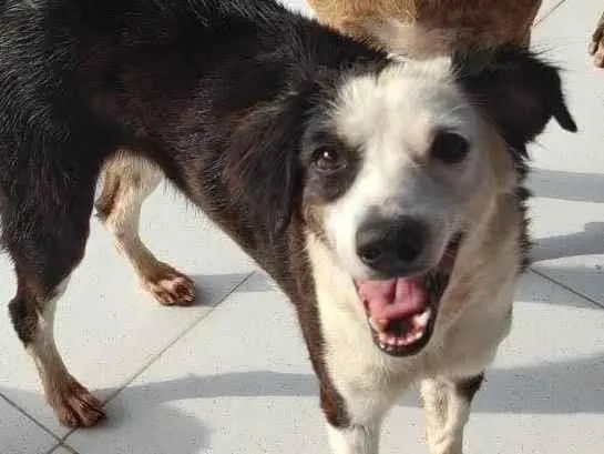 Cachorro ra a SRD-ViraLata idade 1 ano nome Anita