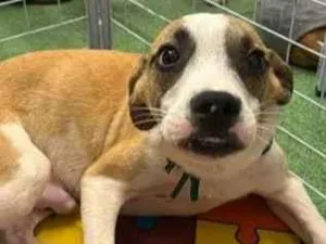 Cachorro raça SRD-ViraLata idade 2 a 6 meses nome Bradock