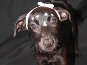 Cachorro raça SRD-ViraLata idade 2 a 6 meses nome Margarida 