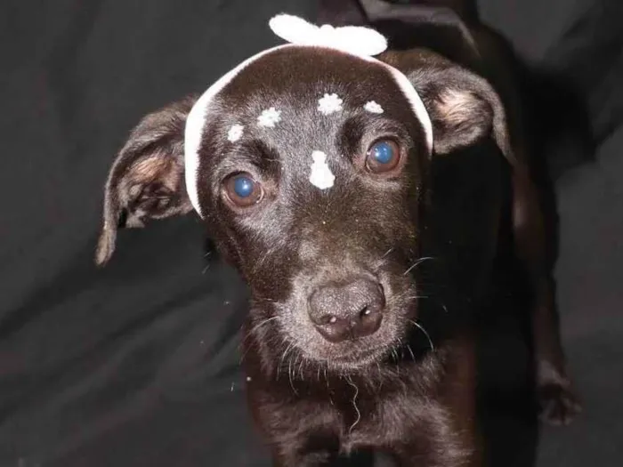 Cachorro ra a SRD-ViraLata idade 2 a 6 meses nome Margarida 