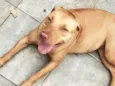 Docinho
