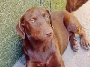 Cachorro raça SRD-ViraLata idade 2 a 6 meses nome CACAU (CASTRADA)