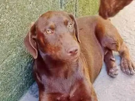 Cachorro ra a SRD-ViraLata idade 2 a 6 meses nome CACAU (CASTRADA)